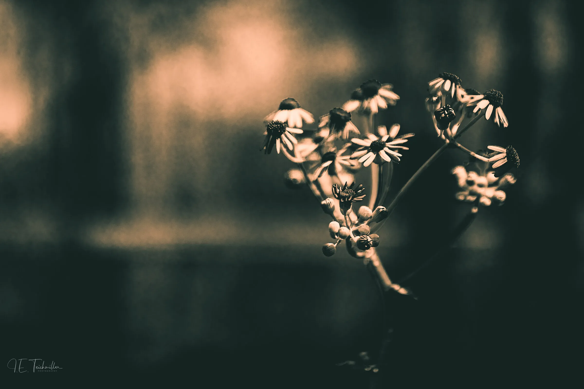 Split-toned close-up of small daisy-like wildflowers and buds against a dark, blurred background with a soft warm glow.