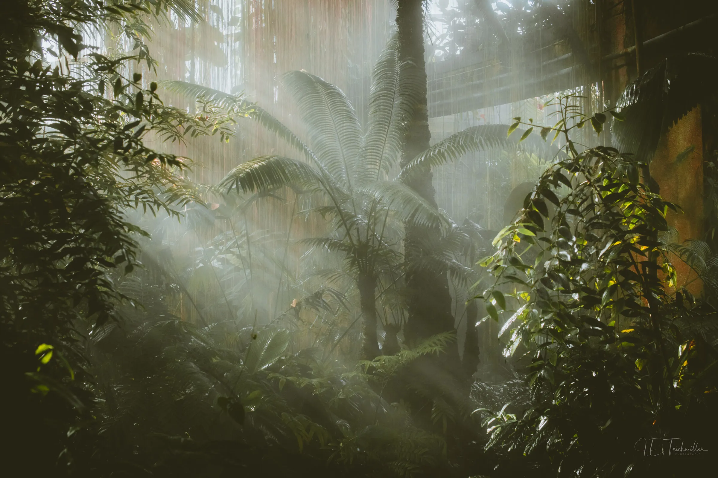 Shafts of misty light falling through a dense conservatory jungle of tree ferns, palms, and broad green foliage.