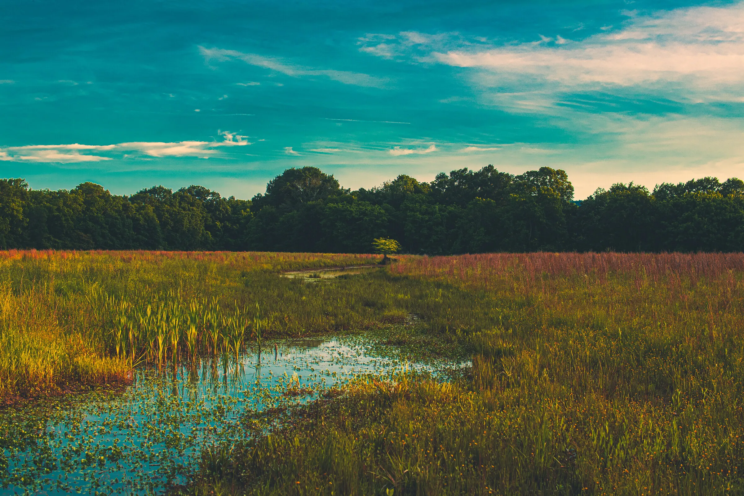 A marsh meadow at golden hour, a narrow lily-padded waterway winding through tall grasses toward a tree line.