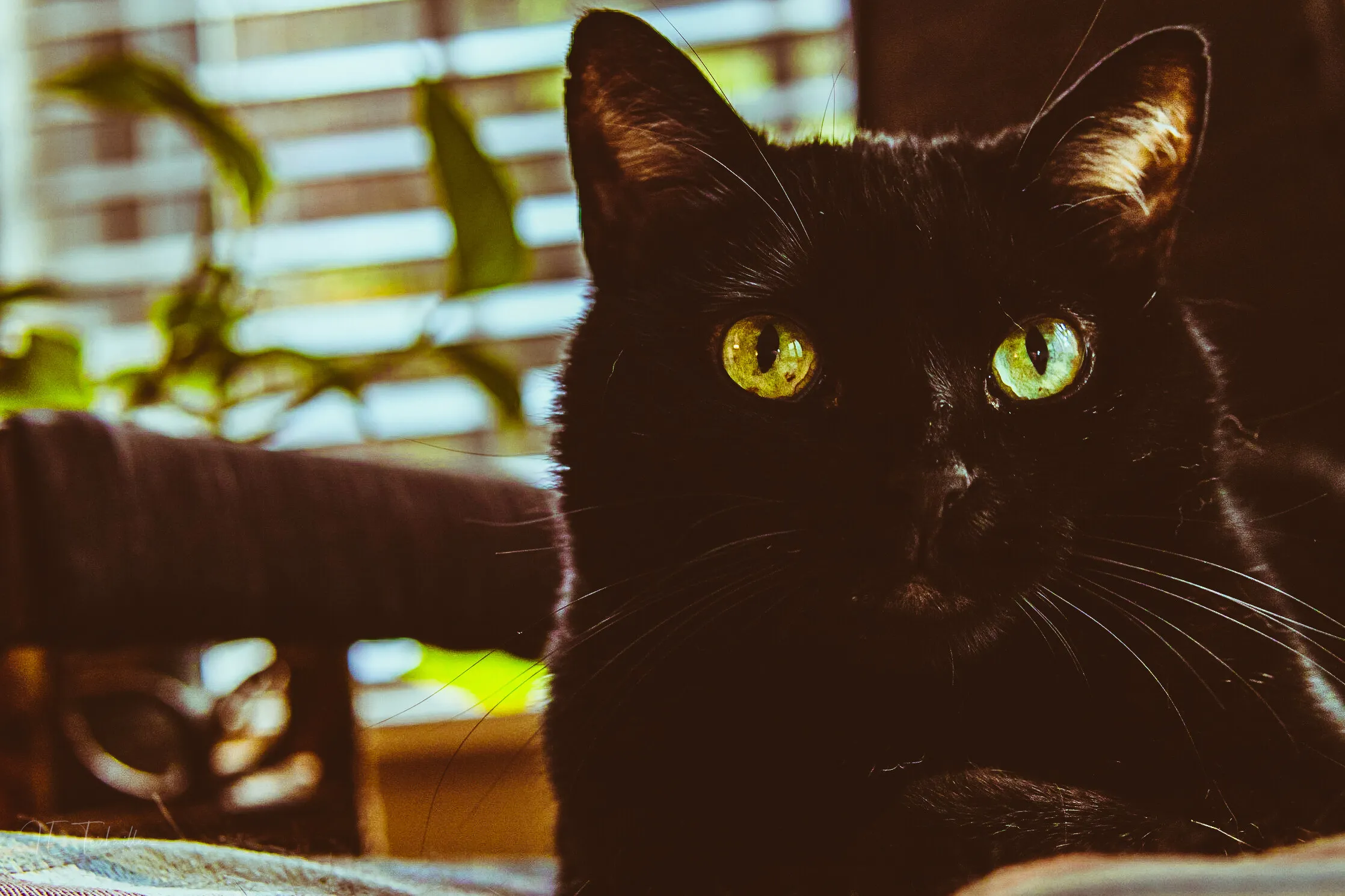 A black cat with bright green-gold eyes, backlit by window blinds with houseplants behind it.