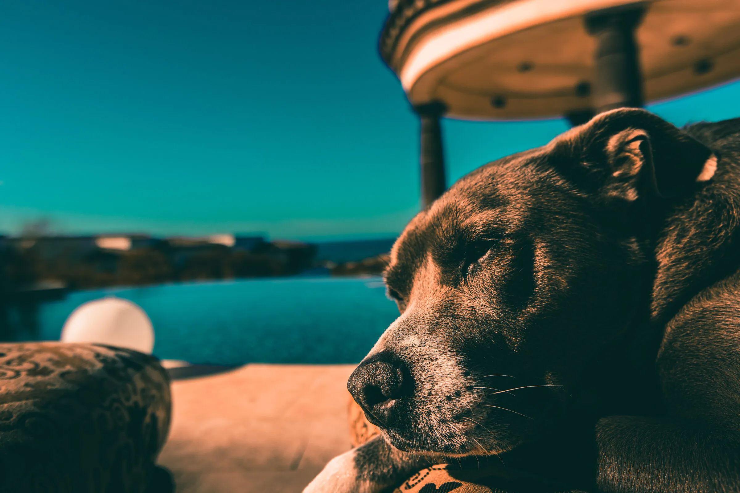A brown dog dozing beside an infinity pool under a clear blue sky.