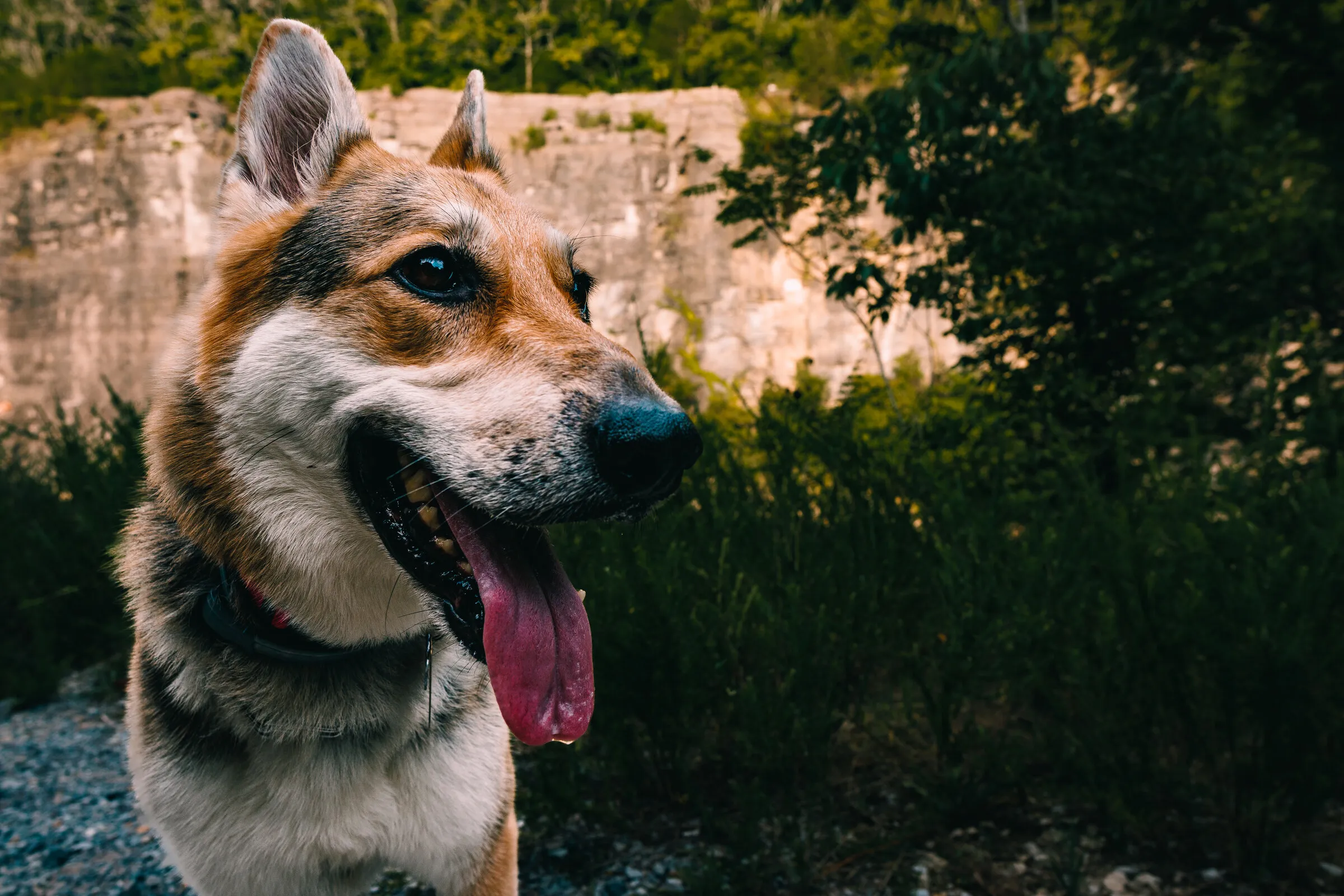 A grinning husky-mix dog, tongue out, in front of a tall rock cliff and green brush.