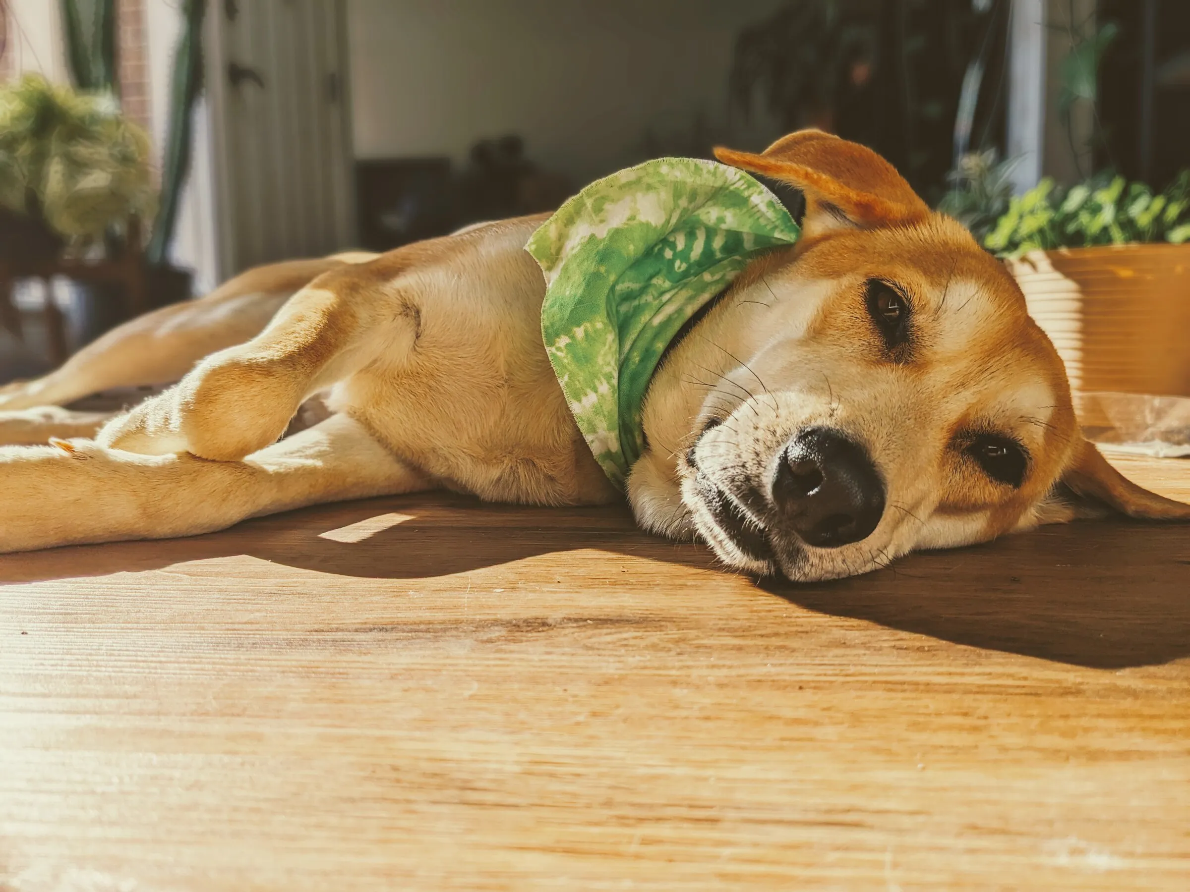 A tan dog in a green bandana napping in warm sunlight on a wood floor, houseplants behind.