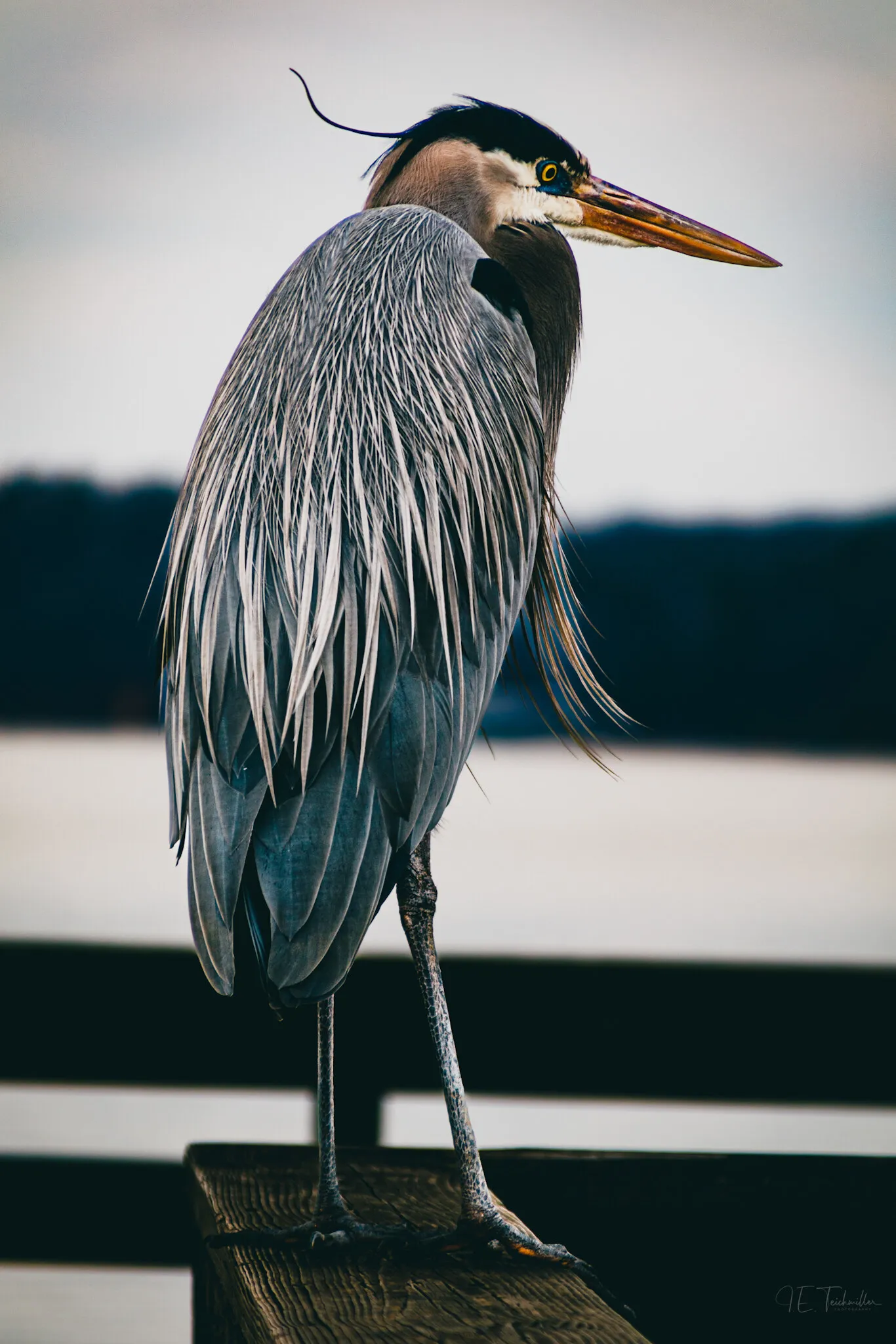 A great blue heron standing in profile on a dock railing against a grey, overcast lake.
