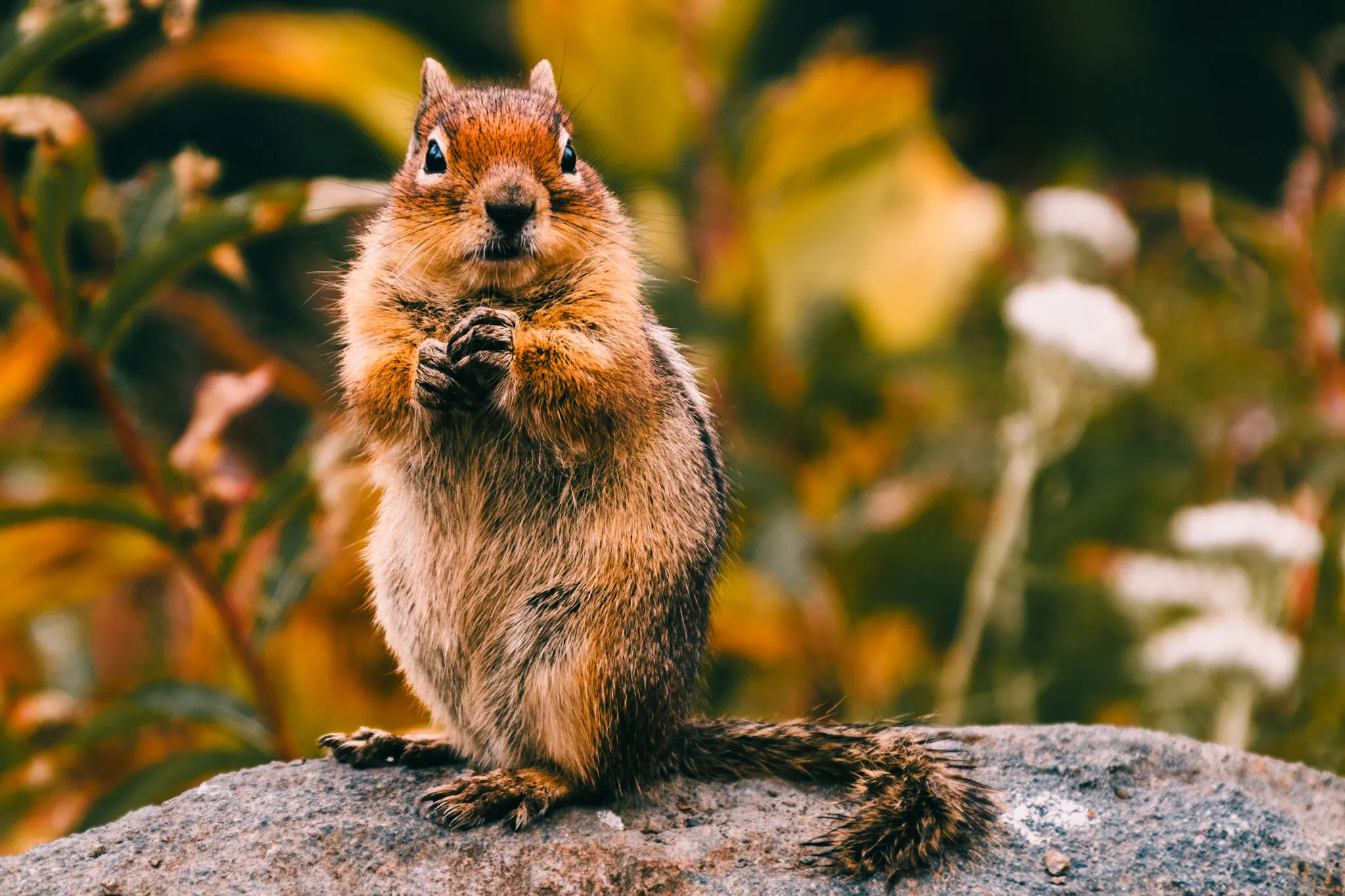 A golden-mantled ground squirrel sitting upright on a rock, paws to its mouth, amid autumn foliage.