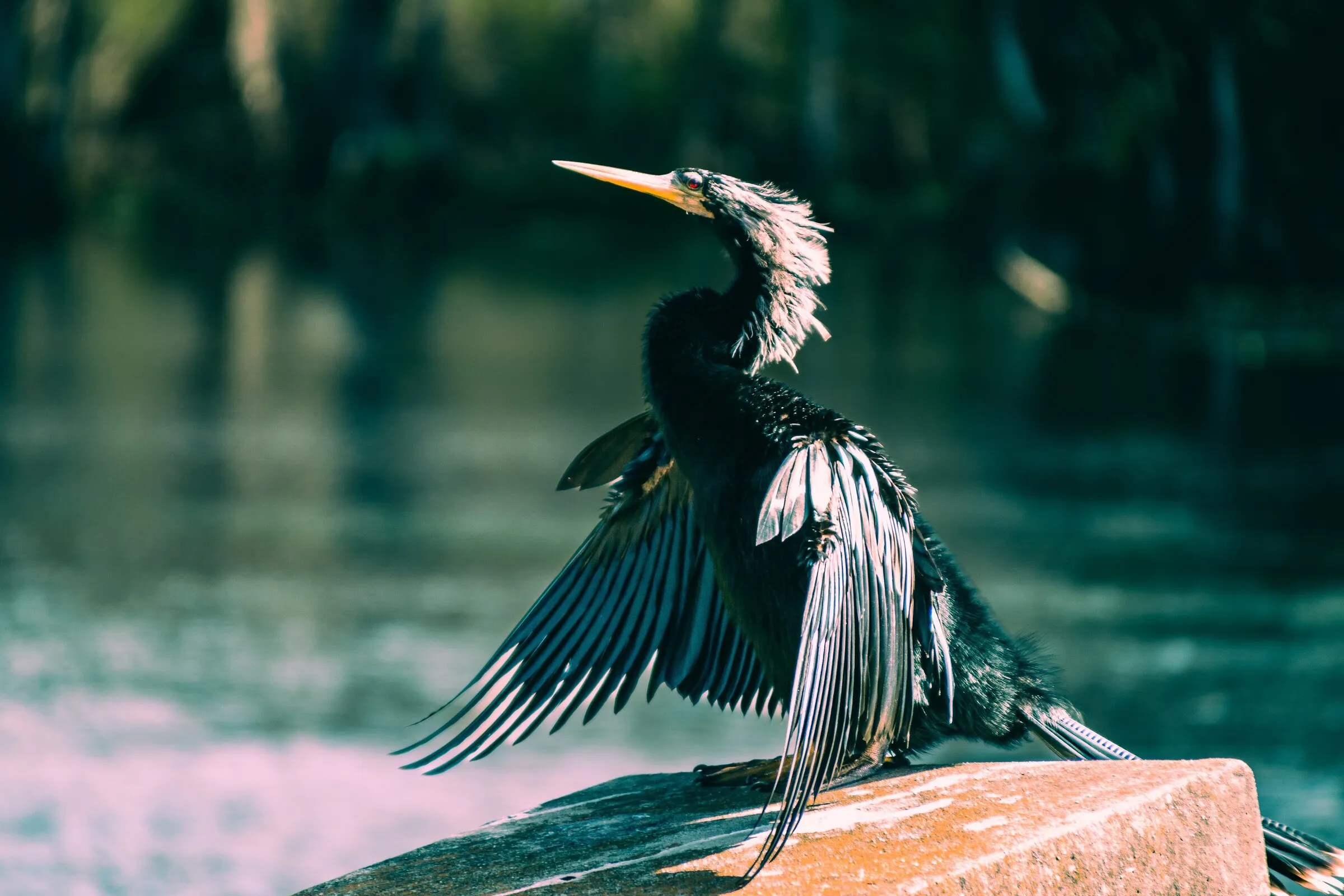An anhinga perched on a rock with its wings spread to dry above teal water.