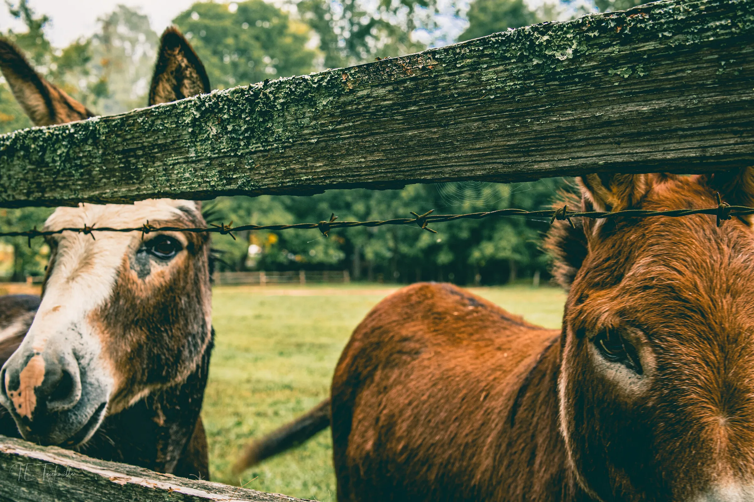 Two donkeys, one grey and one brown, nosing up to a barbed-wire fence with green pasture behind.